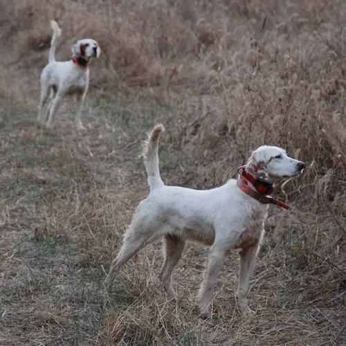 Rio Quiz, March 2016