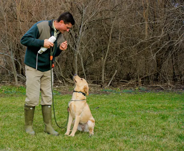 Hunting Dogs