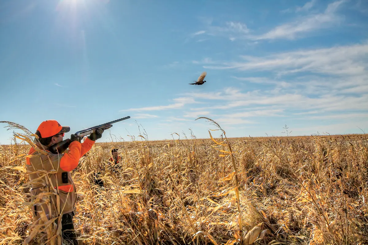 Pheasant Hunting in South Dakota