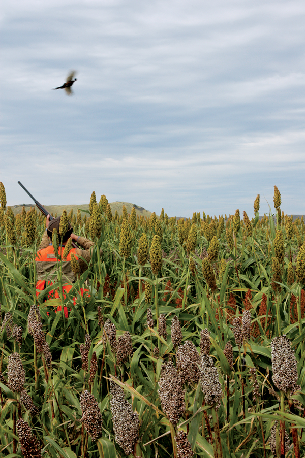 Pheasant Hunting in South Dakota