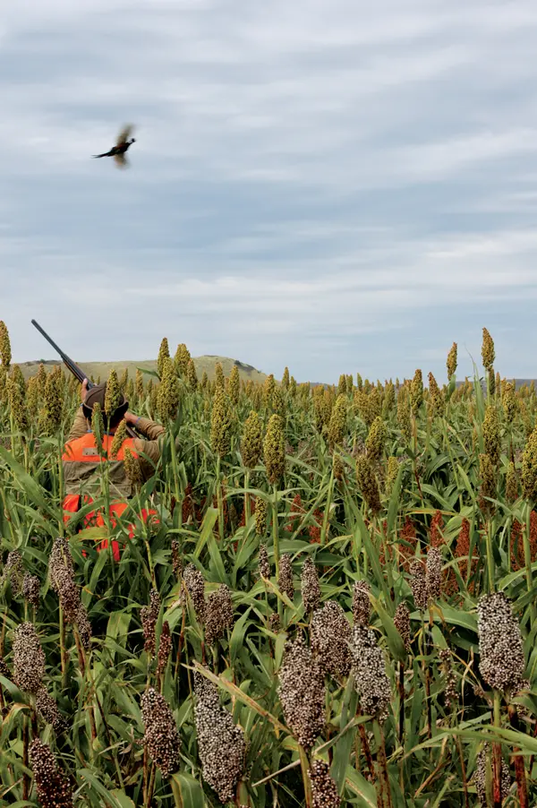 Pheasant Hunting in South Dakota