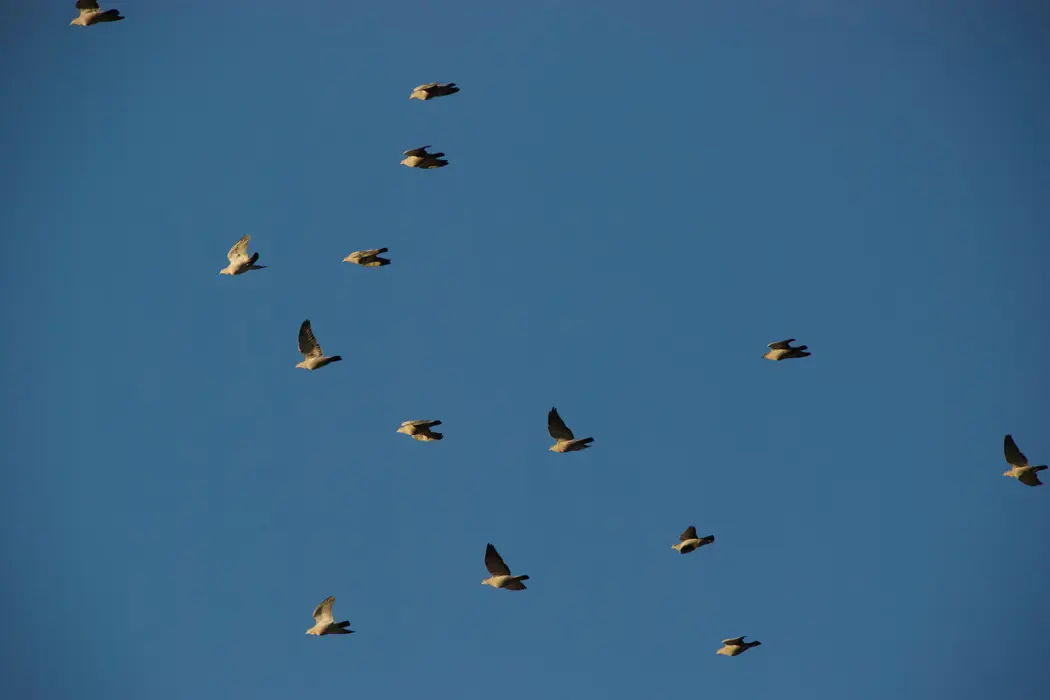 Dos Plumas