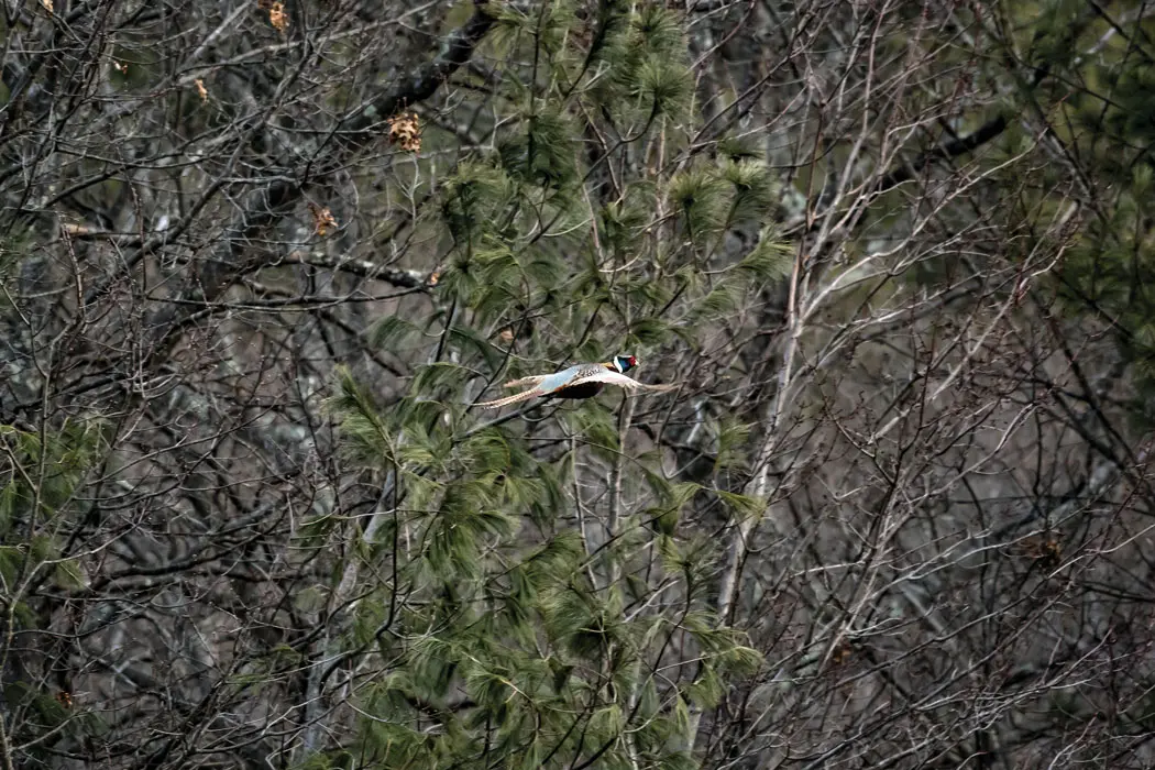 Bird flying through trees