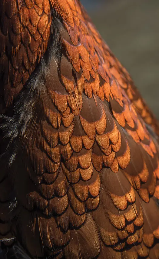 Bird Wing