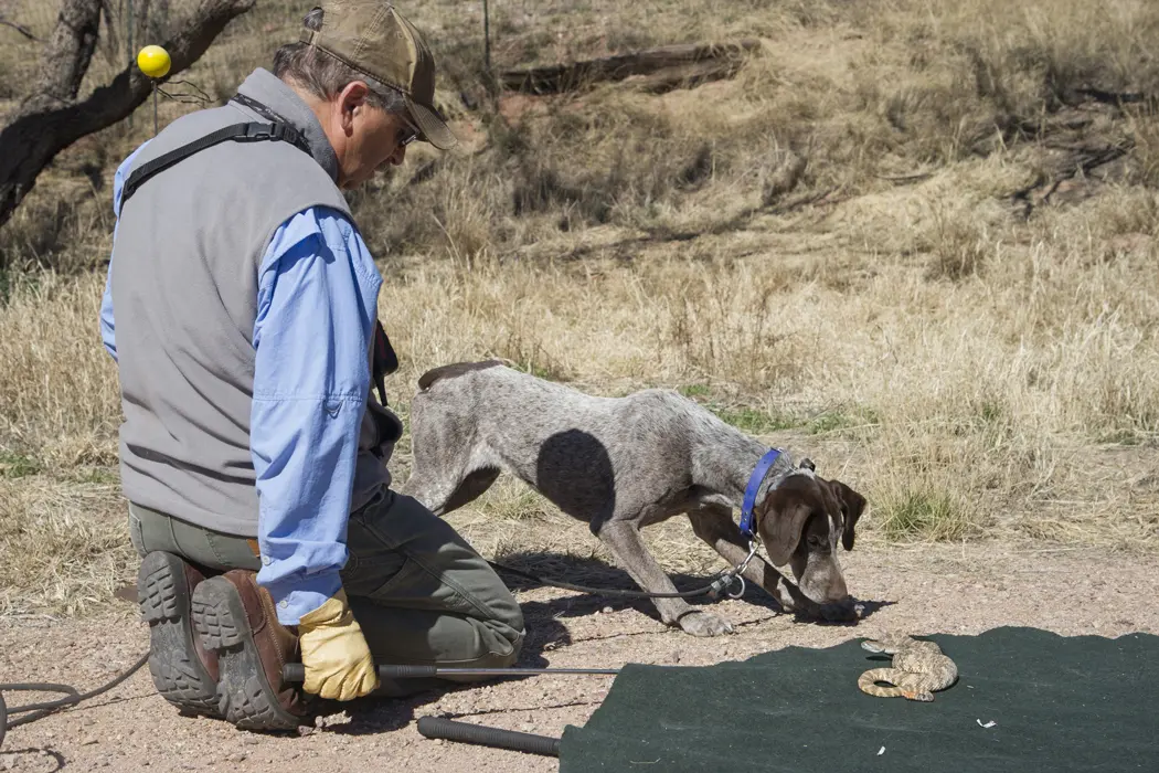 man dog and snake
