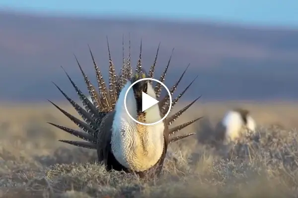 Sage Grouse
