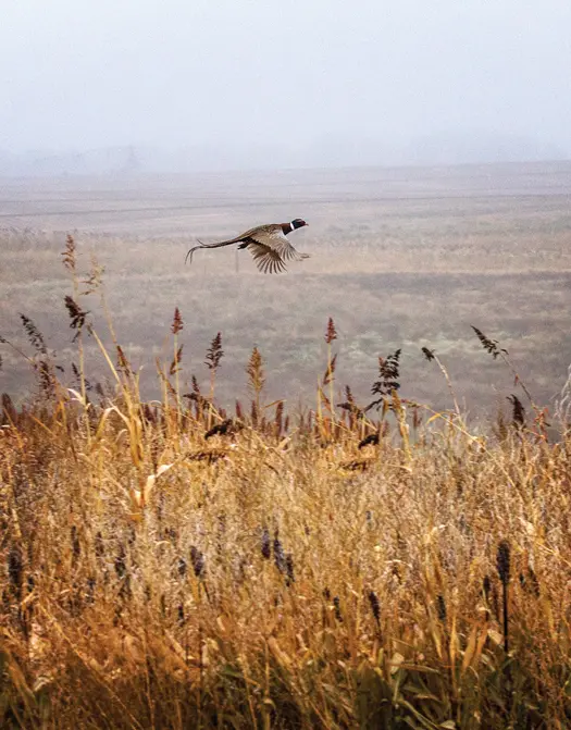 Pheasant flying