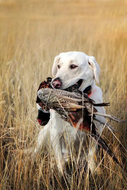 Dog carrying pheasant