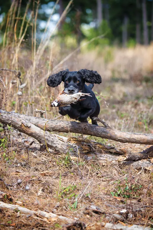 Dop jumping over log with bird in its mouth