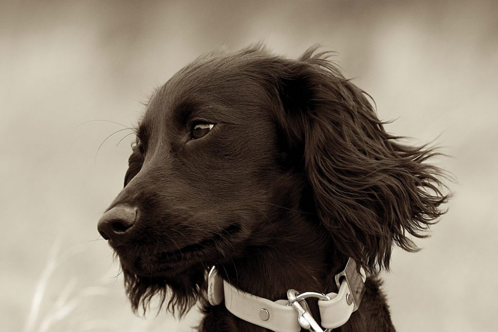 black dog