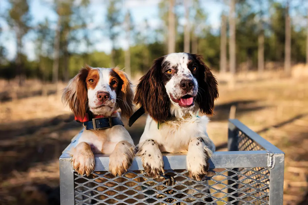 two brown and white pups