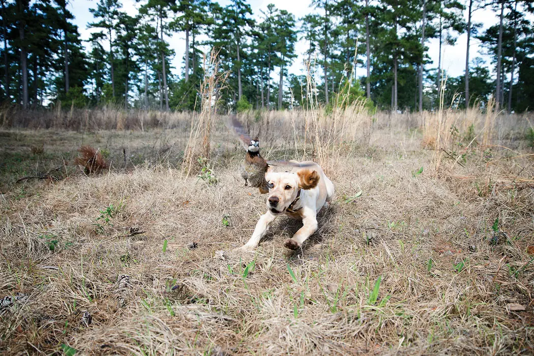 white dog chasing bird