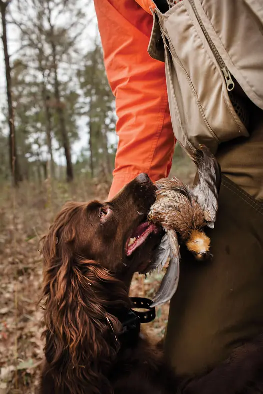 brown dog with bird