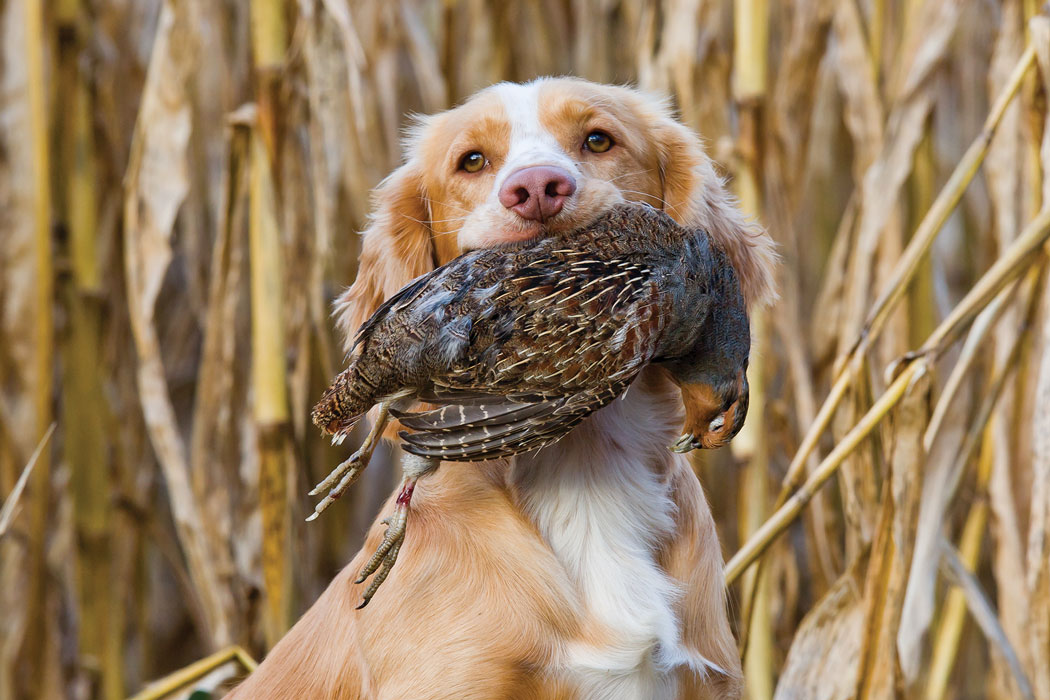 white and tan dog with bird