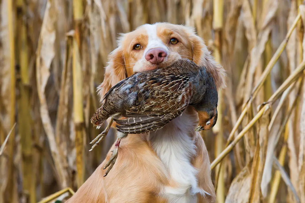 white and tan dog with bird