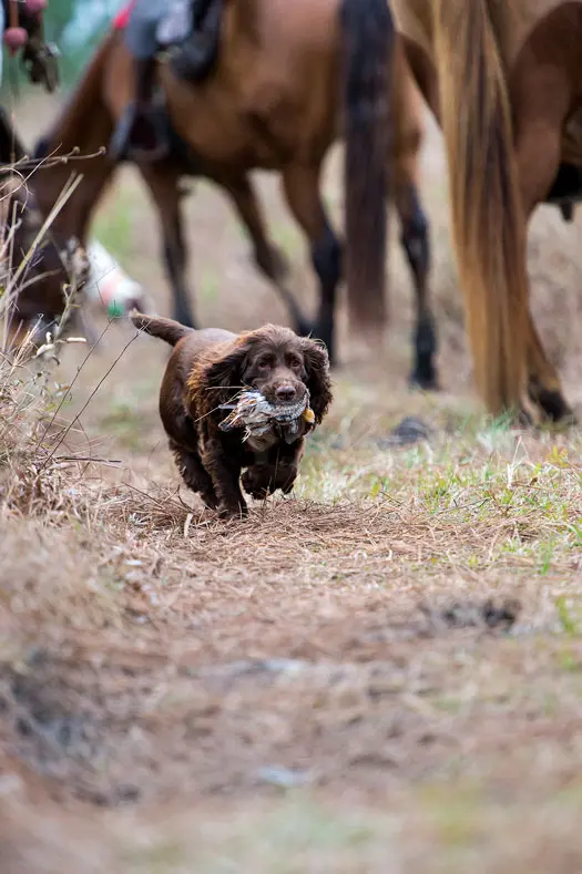 brown dog with bird
