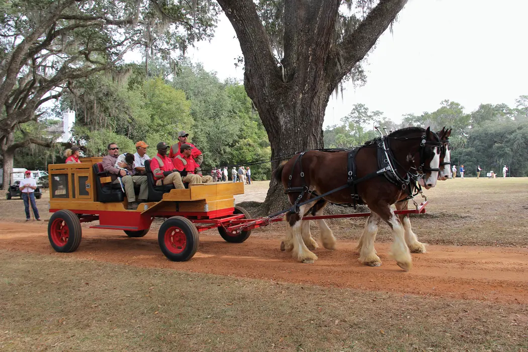 Horse drawn carriage