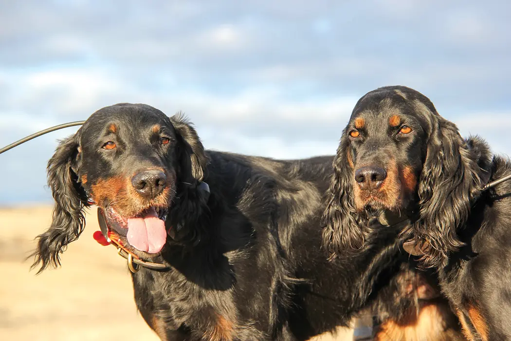 two dogs