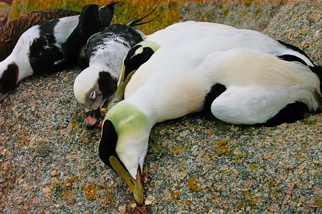 SCI Launches Game Birds of the World