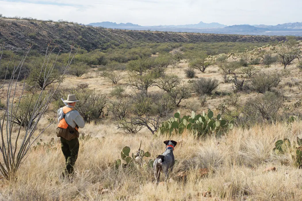 Arizona’s Gambel’s Country