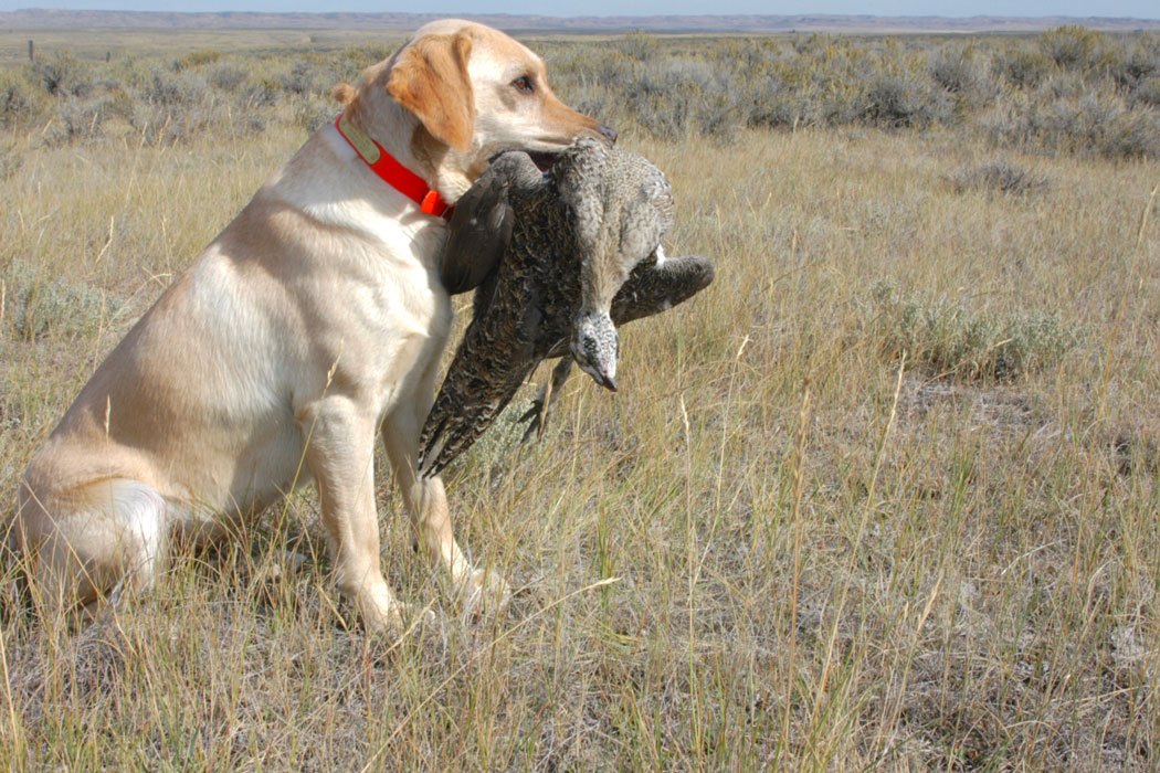 The American Prairie Reserve