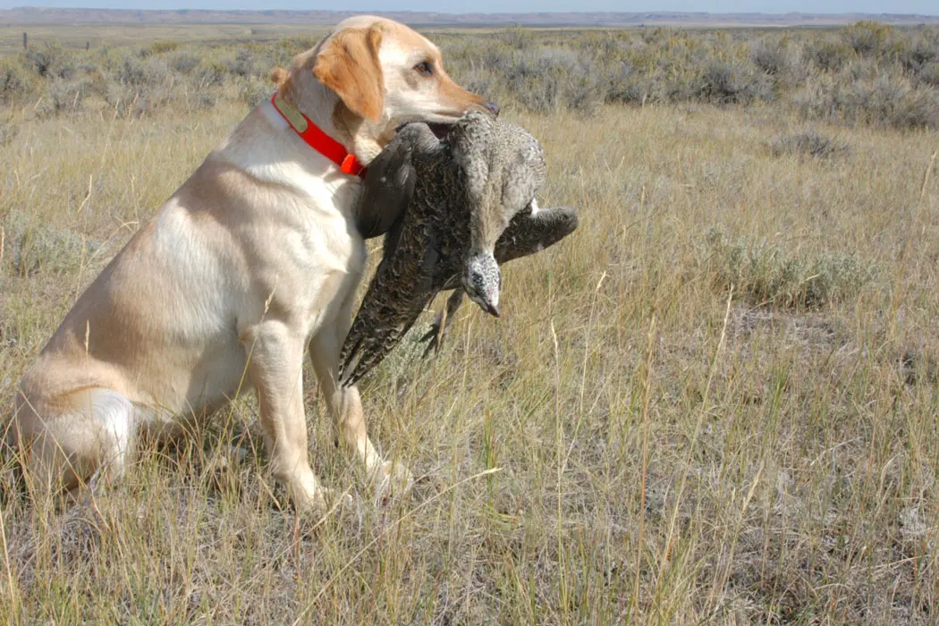 The American Prairie Reserve