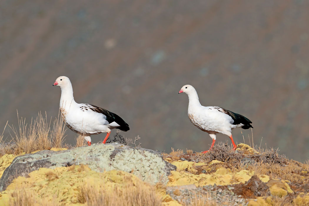 Peru