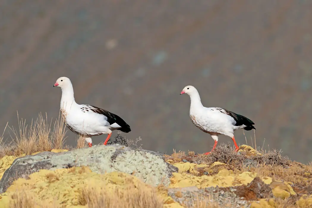 Peru