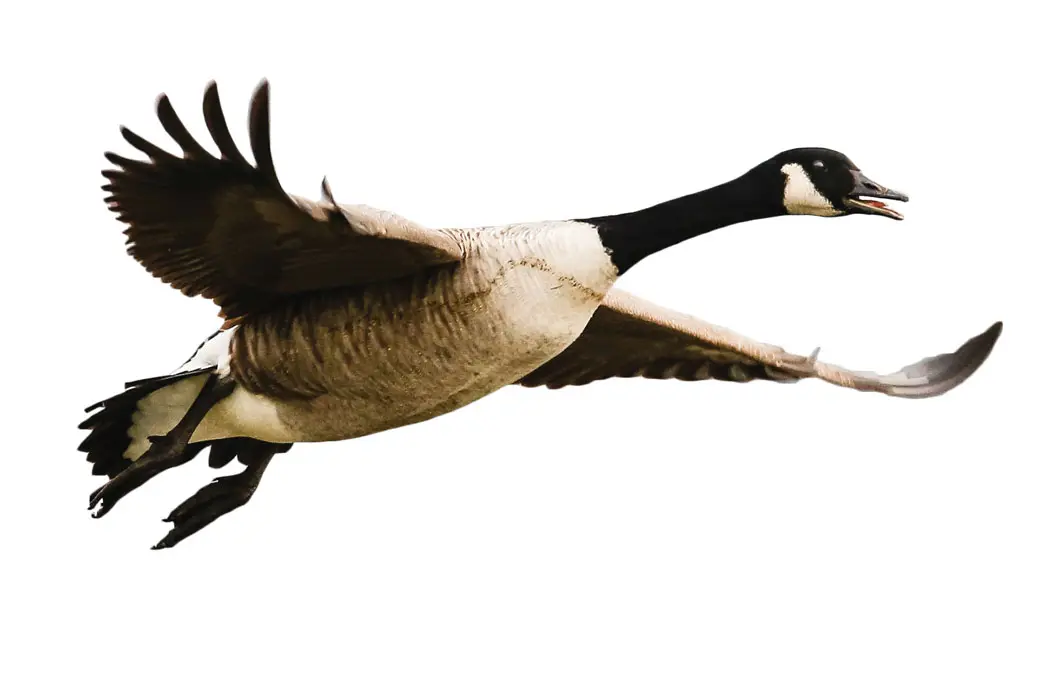 Canada Goose