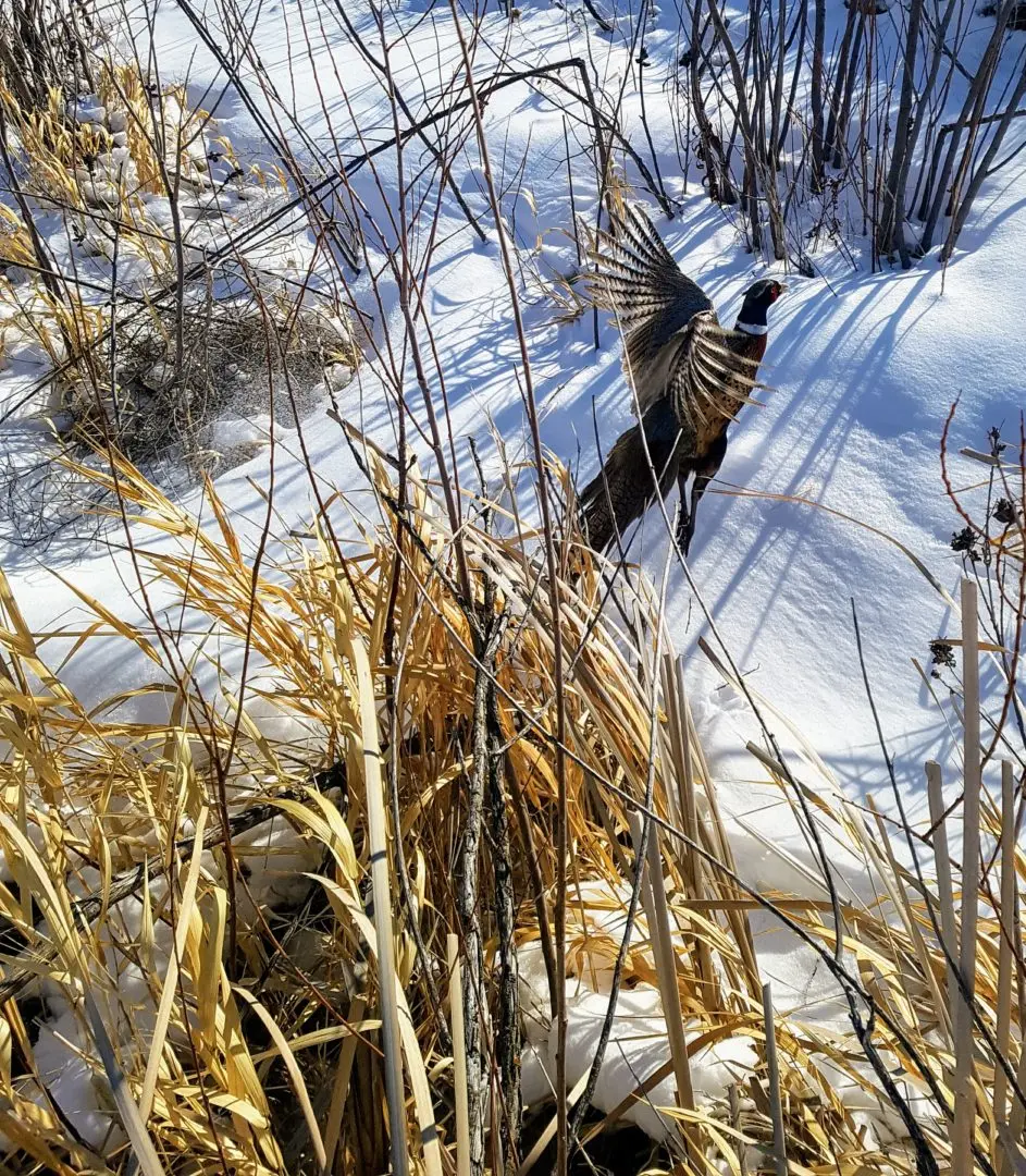 action shot of a beautiful wild rooster flushing from his snowy hide in southern Saskatchewan