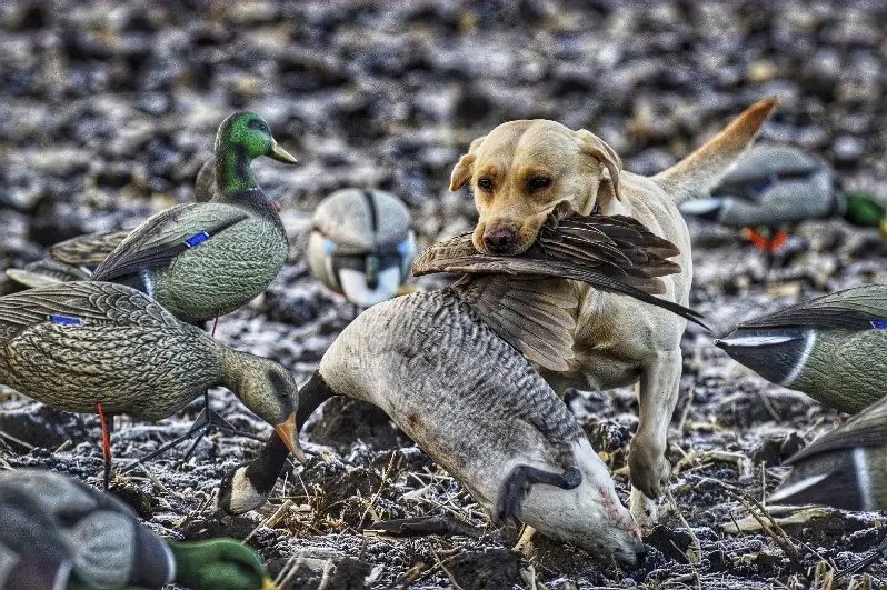yellow Lab Surly bringing back a “jumbo honker.”