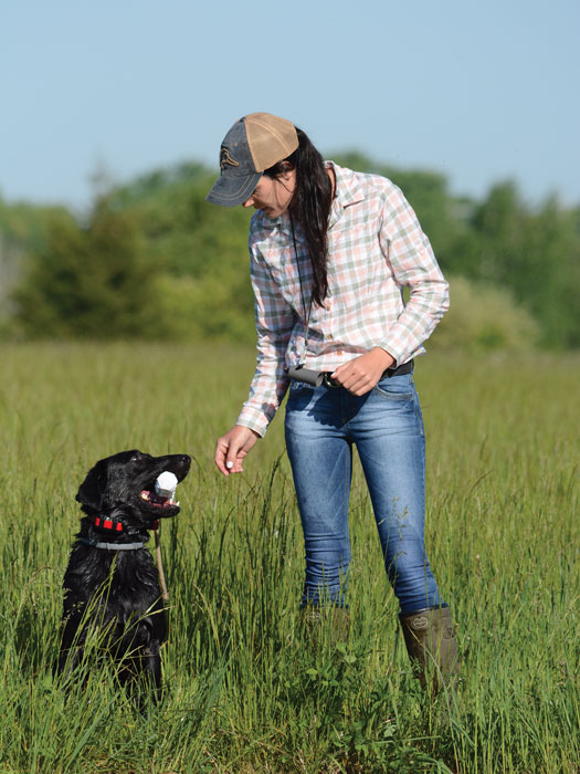 Feeding a dog before or after walk