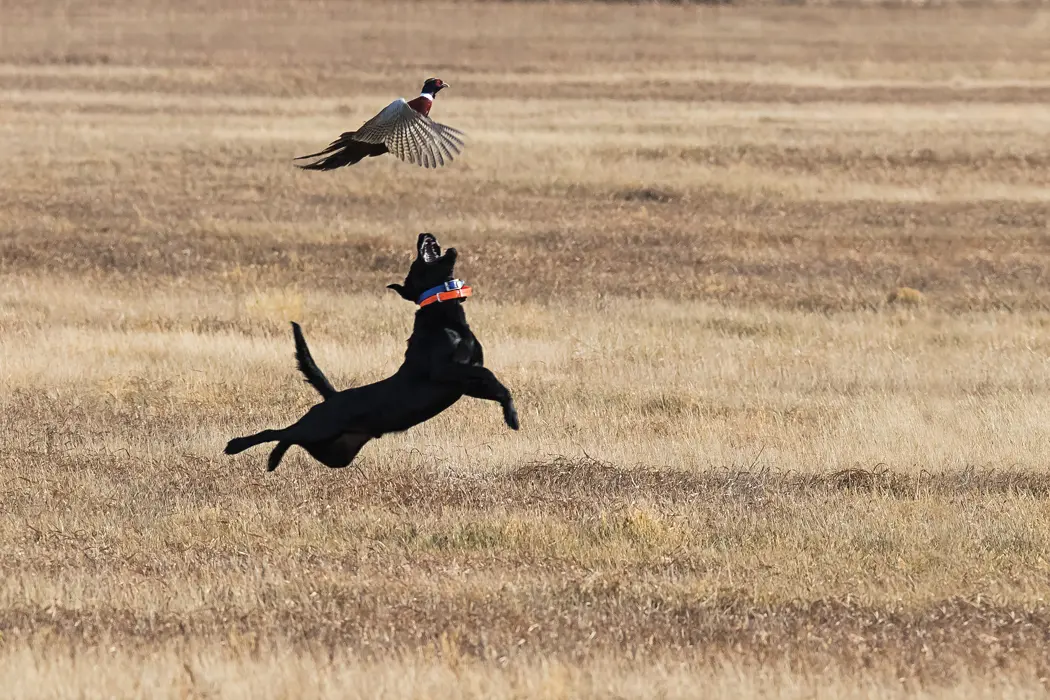 An athletic attempt to fetch a pheasant