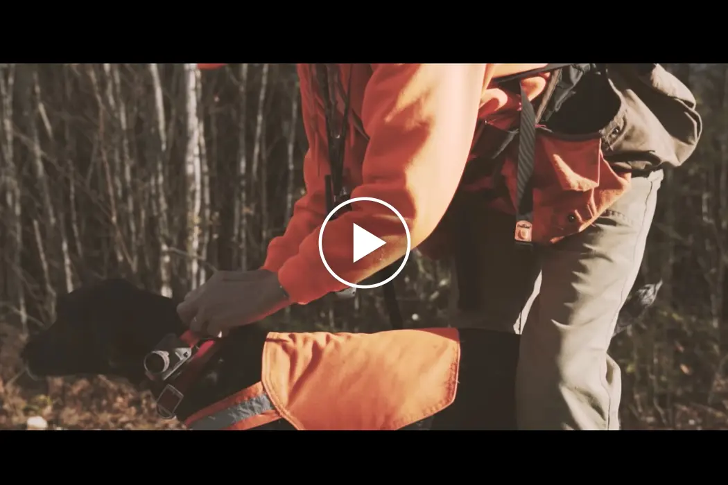 Maine Grouse Hunting