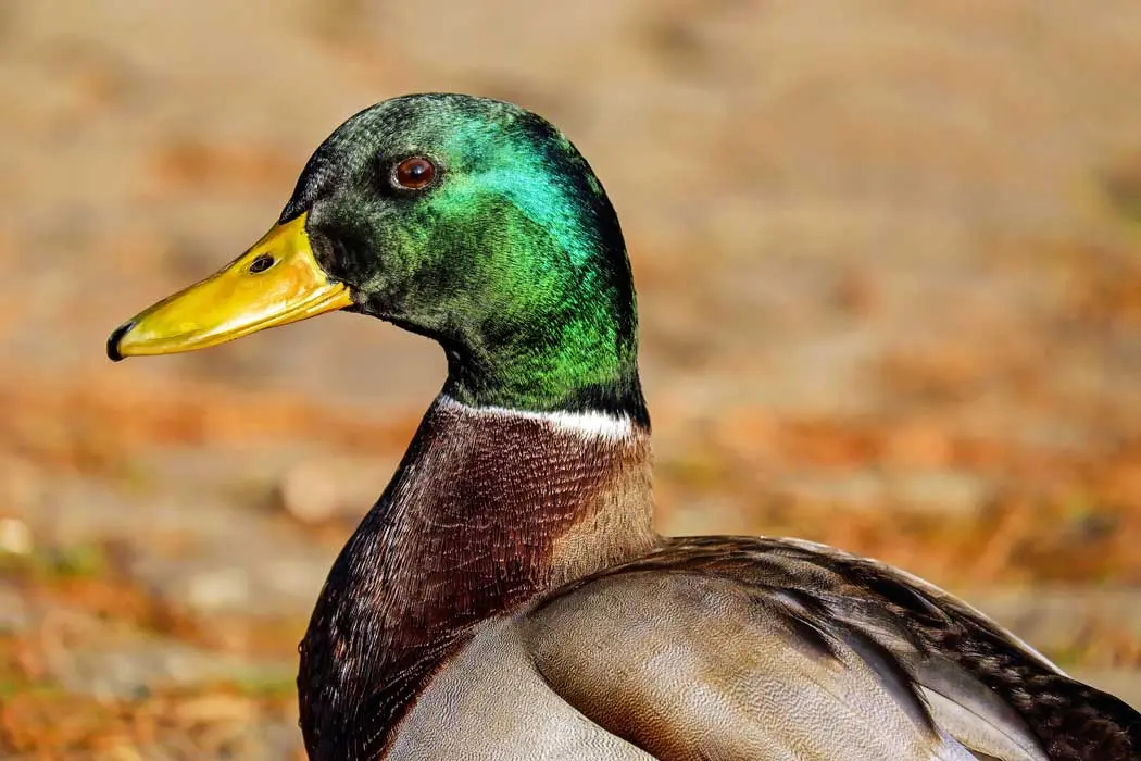 duck