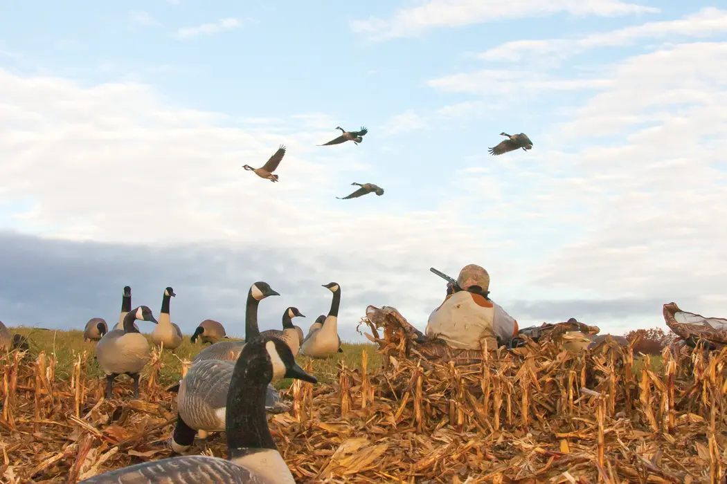 Facts About Waterfowl Loads