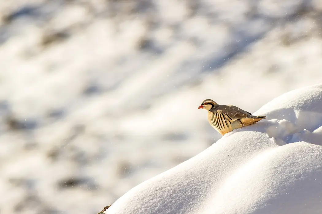 Chukars of Late