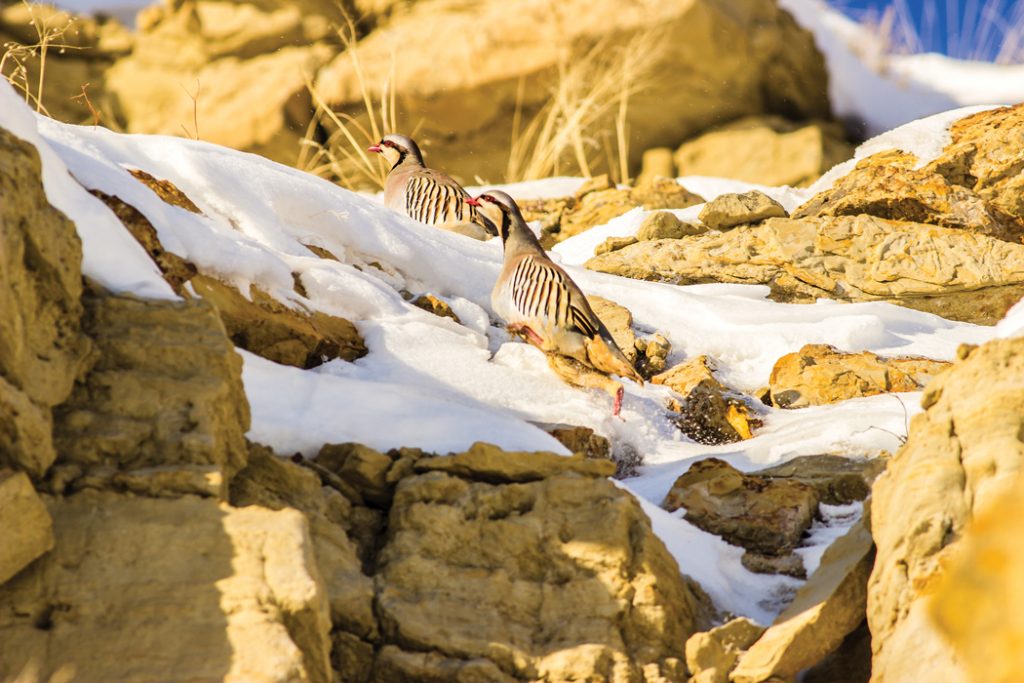 Chukars of Late