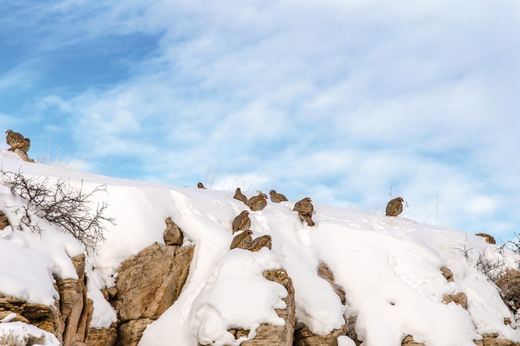 Chukars of Late