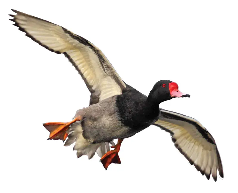 rosy-billed pochard