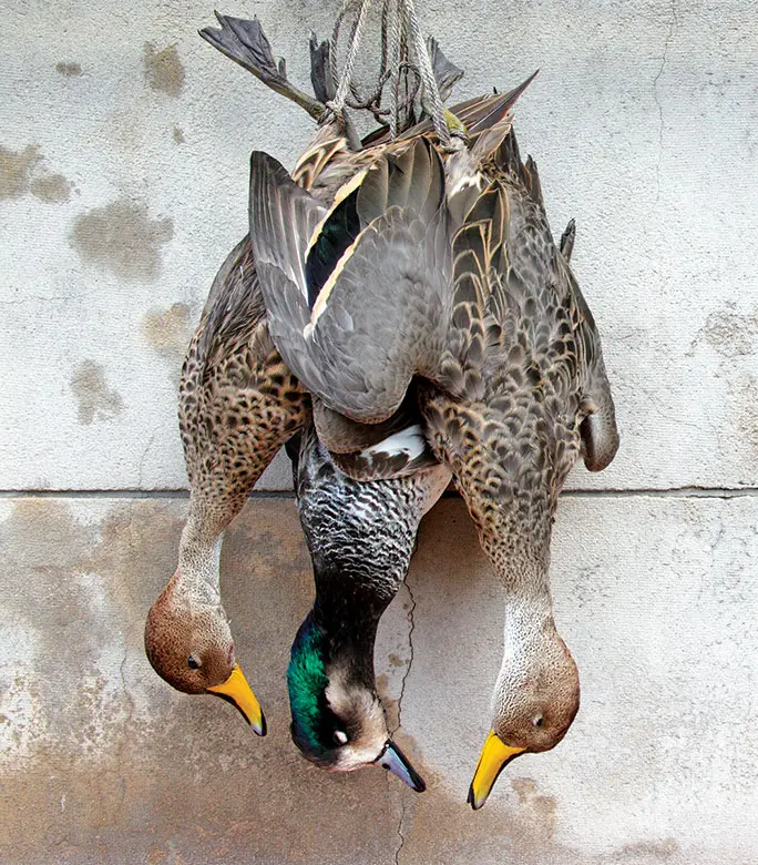 Buenos Aires Province Ducks