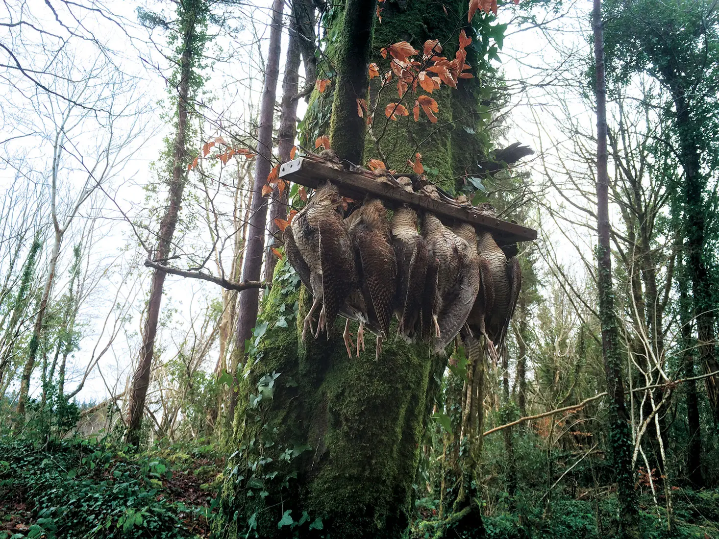 Ireland
