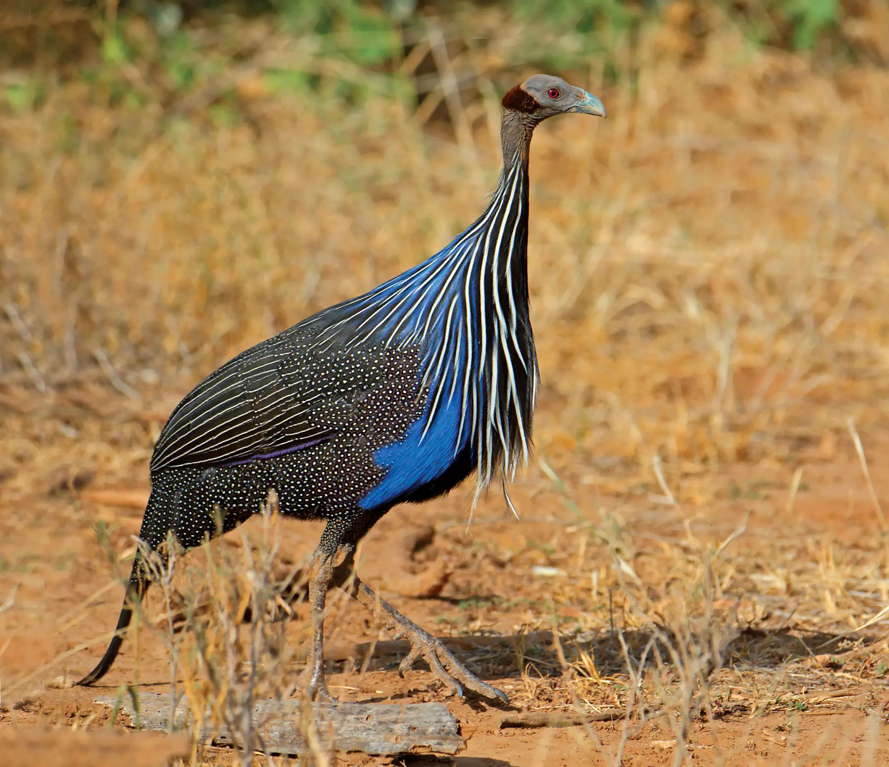 One lure of South Africa is “collectible” species like the helmeted guinea fowl. One lure of South Africa is “collectible” species like the helmeted guinea fowl.