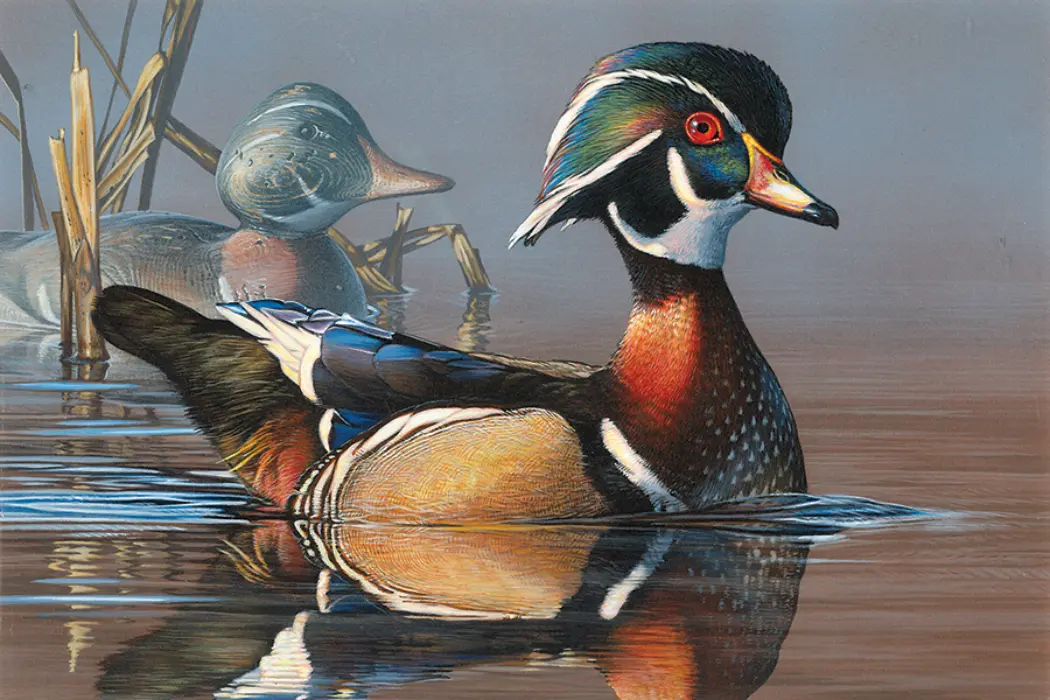 Storm Wins Duck Stamp Contest