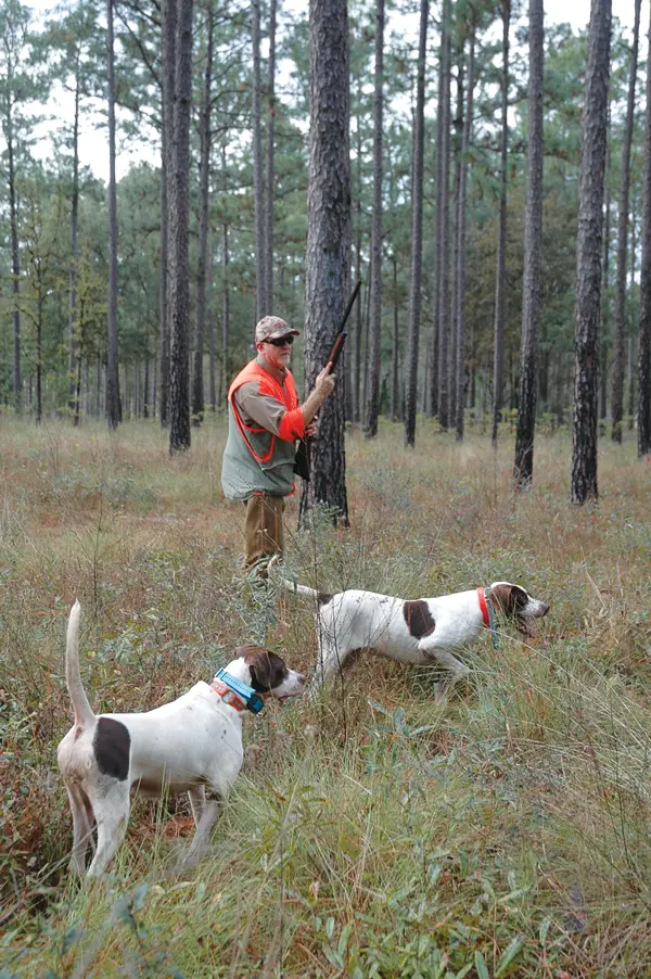 A Quail Hunting Ethos