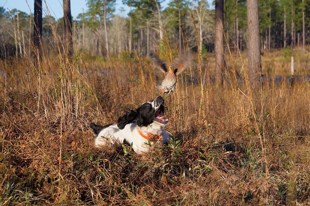 Kindred Quail