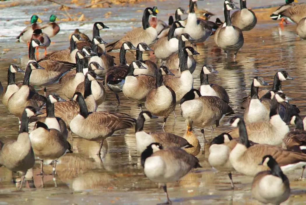 Acting for Migratory Birds