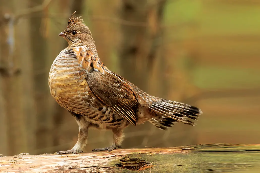Indiana May List Grouse as Endangered