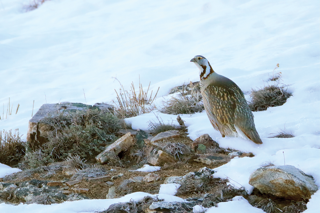 A Quest for Snowcock