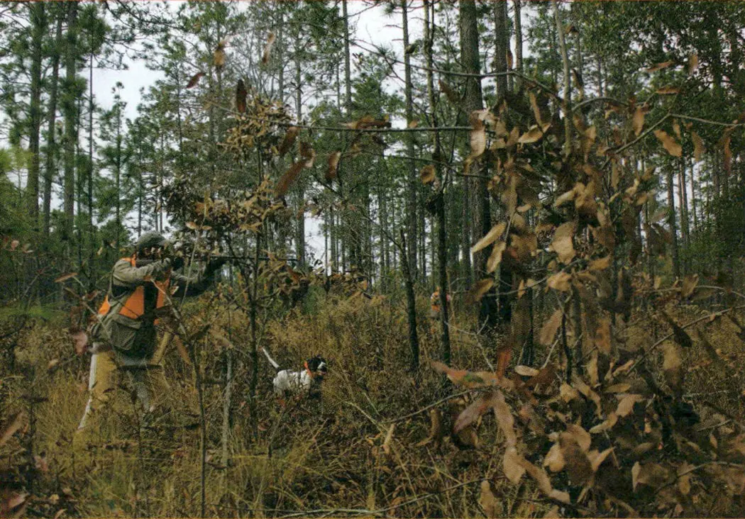 Pine Hill Plantation